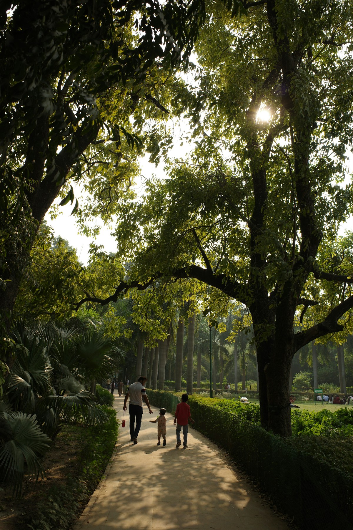 Mann mit zwei Kindern von hinten auf einem sonnendurchfluteten Weg in einem Park mit Palmen, hohen Bäumen und Rasenfläche